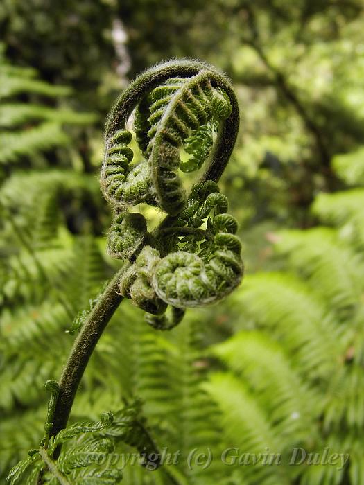 Tree fern crozier, Sherbrook Forest PIC00182.JPG - PIC00182.JPG                   